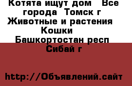 Котята ищут дом - Все города, Томск г. Животные и растения » Кошки   . Башкортостан респ.,Сибай г.